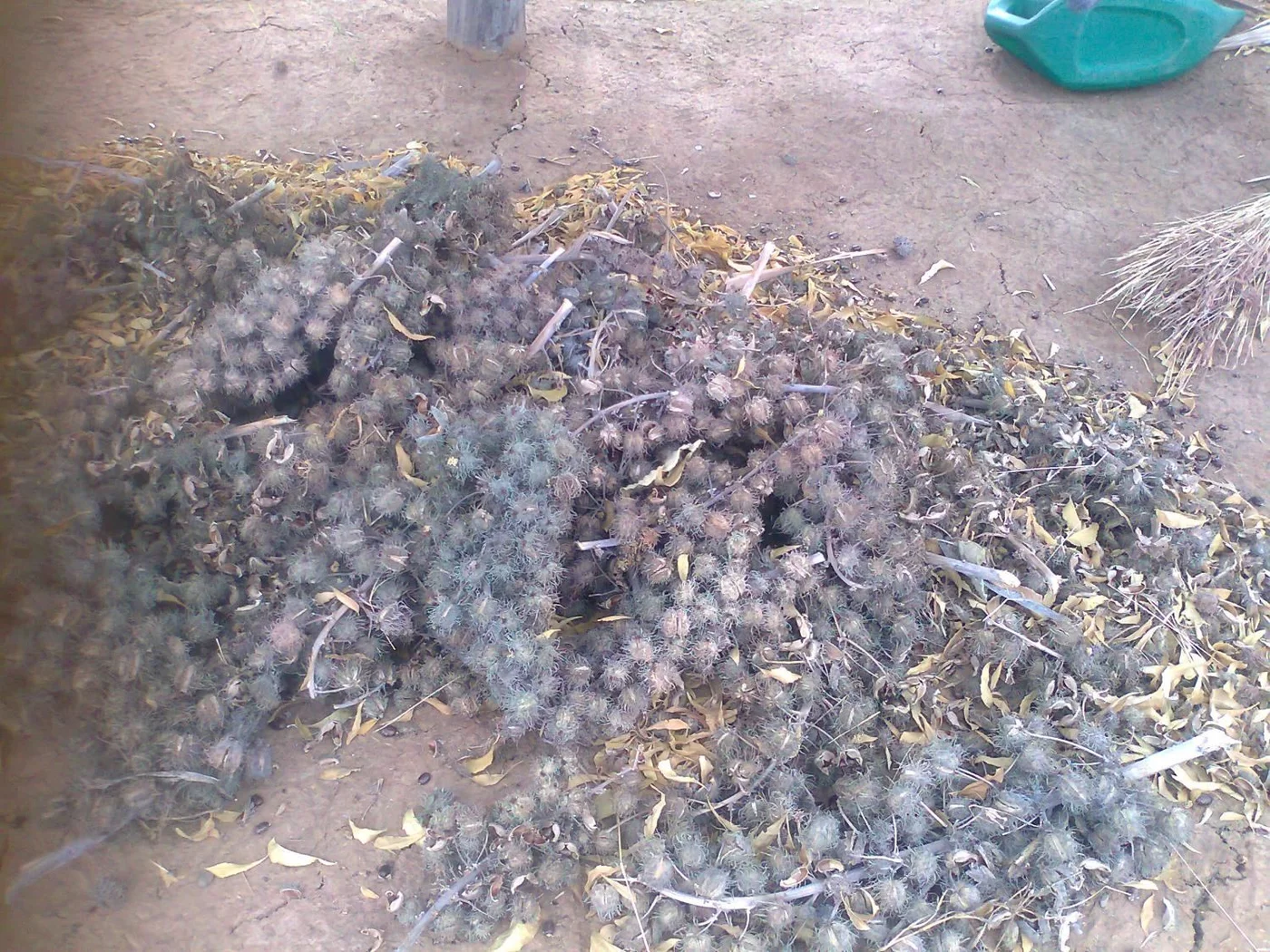 Seed collected from castor tree for oil